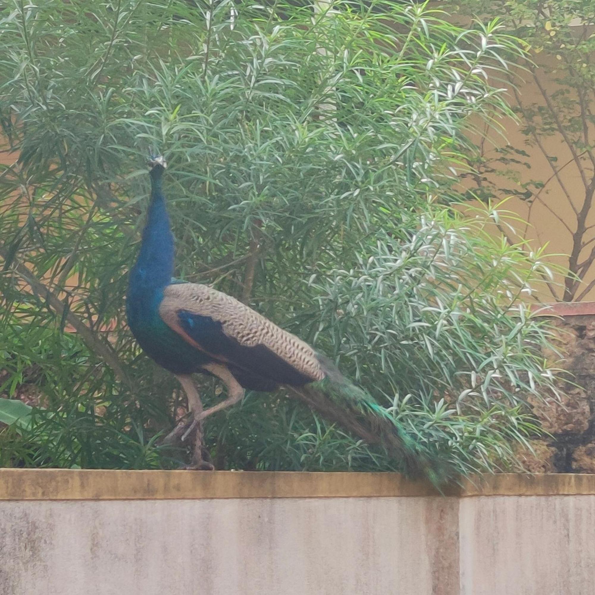 Providence Homestay Malpe ウドゥピ エクステリア 写真